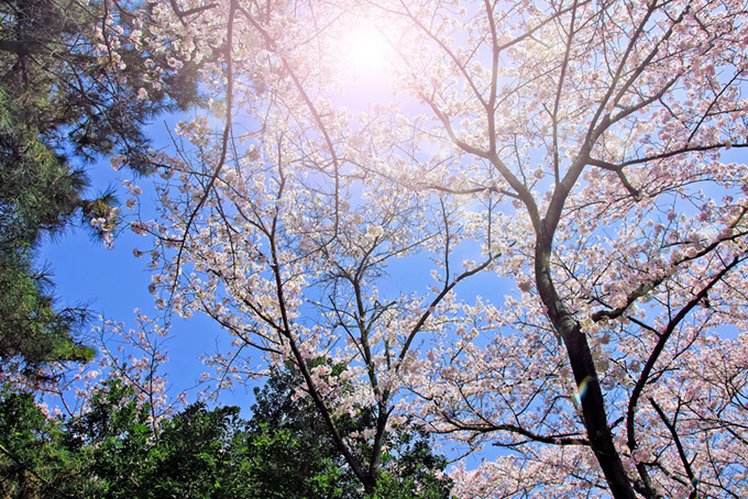 春の緑と桜を包む光（桜 太陽の背景フリー画像）