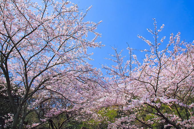 ピンクの桜が咲く春の林（桜 景色の背景フリー画像）