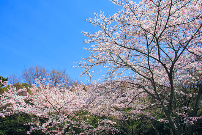 春の緑と桜