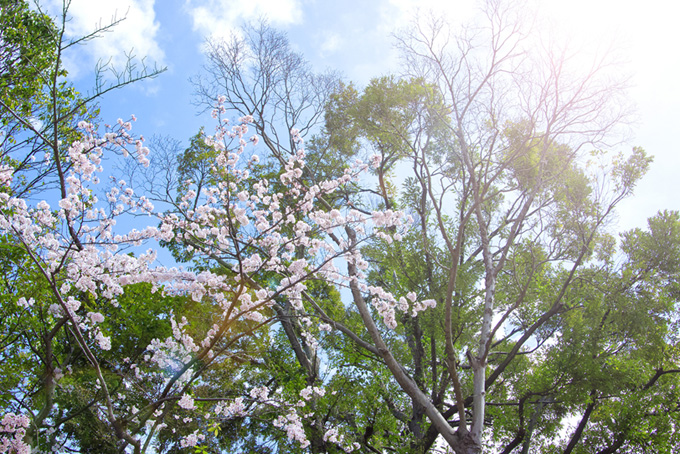 咲き始める桜と新緑の木（桜 太陽の背景フリー画像）