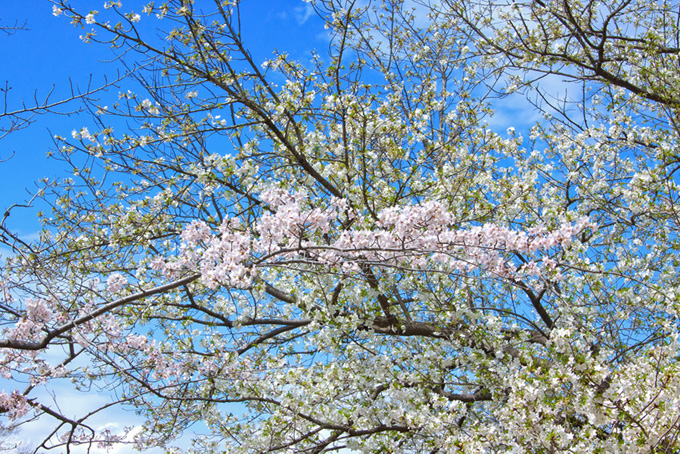 ソメイヨシノと山桜（桜 春の背景フリー画像）