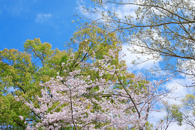 春の緑とサクラの風景（桜 春の背景フリー画像）