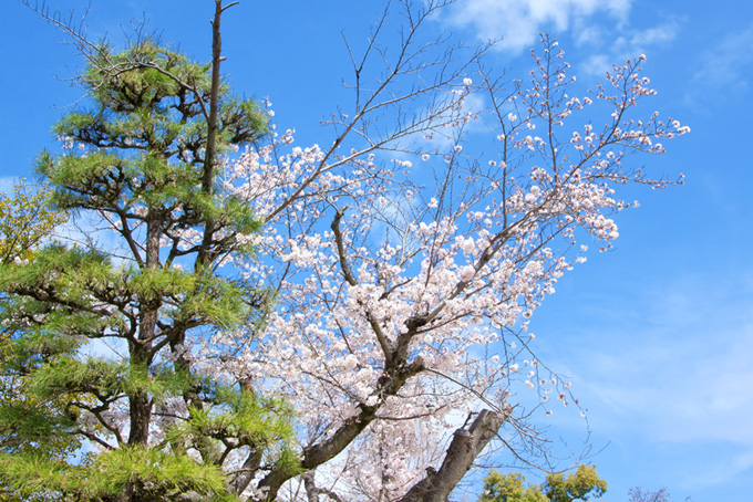 桜と松の和風景色（桜 春の背景フリー画像）