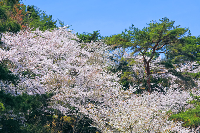 花咲く桜と松の木（桜 春の背景フリー画像）