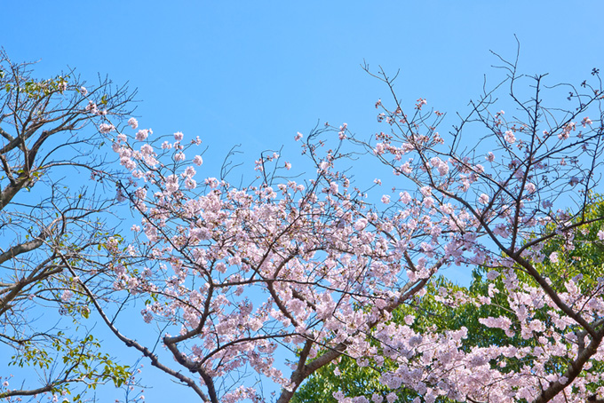 咲き始めの桜と空（桜 春の背景フリー画像）