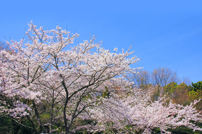 桜の木と春の山（桜 景色の背景フリー画像）