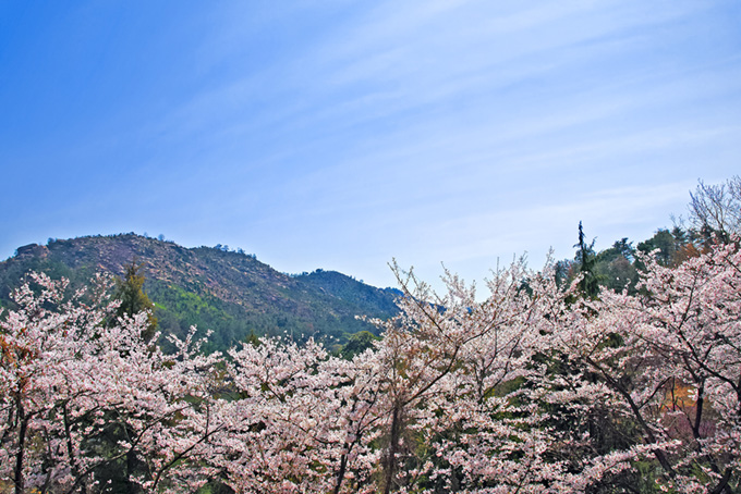 サクラと山の春景色（桜 景色の背景フリー画像）