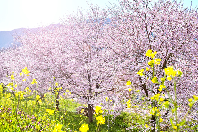 菜の花と桜並木の写真（桜 景色の背景フリー画像）