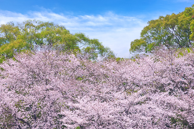 桜と緑と青空（桜 景色の背景フリー画像）