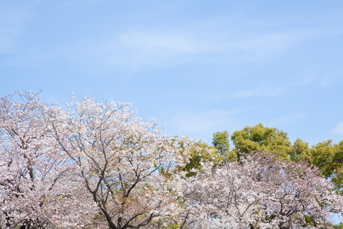 春の緑と桜（桜 春空の背景フリー画像）