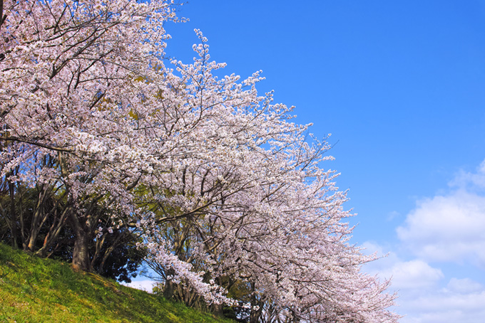 春の緑と桜の景色（桜 景色の背景フリー画像）
