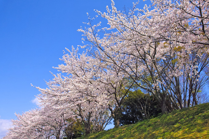 美しい桜並木の春風景（桜 景色の背景フリー画像）