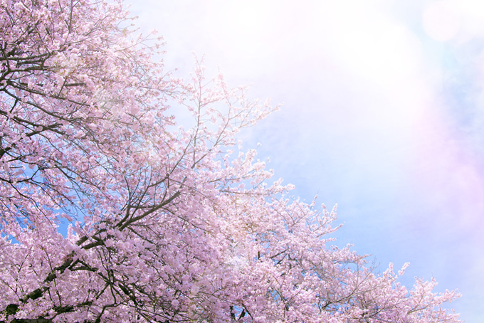 桜と柔らかな春の陽（桜 さくらの背景フリー画像）