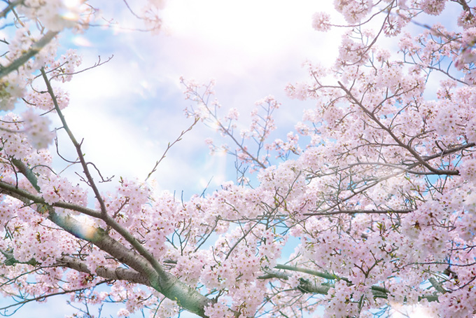さくらの花と淡い春の光（桜 さくらの背景フリー画像）