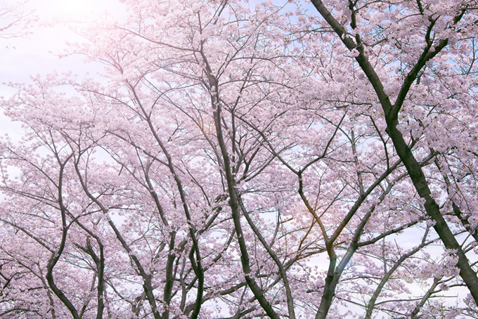 朝日と染井吉野の桜並木（桜 太陽の背景フリー画像）