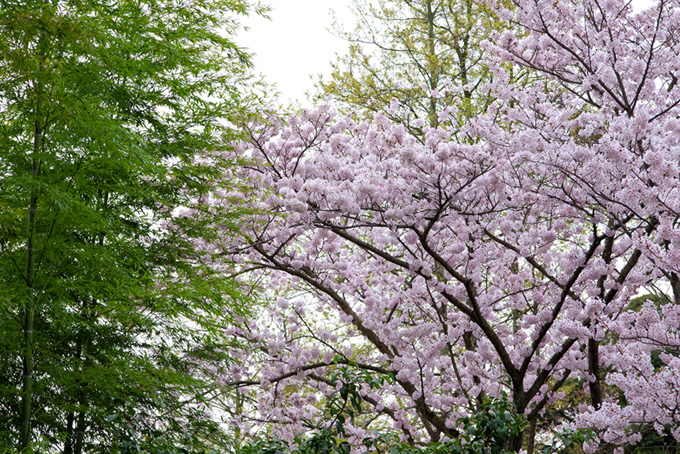 竹と桜の日本風景（桜 さくらの背景フリー画像）