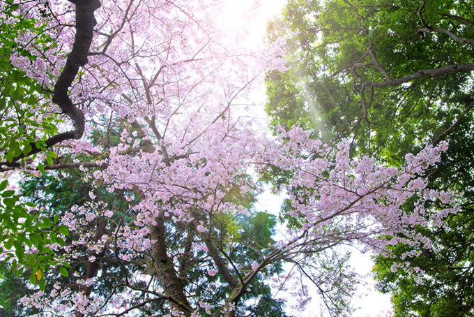 新緑と桜の写真（桜 さくらの背景フリー画像）