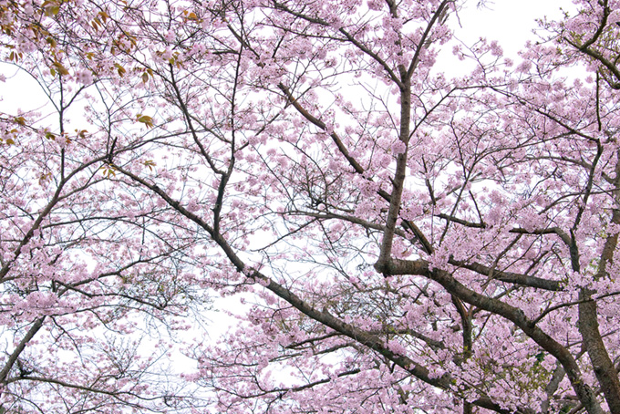 霞空と桜
