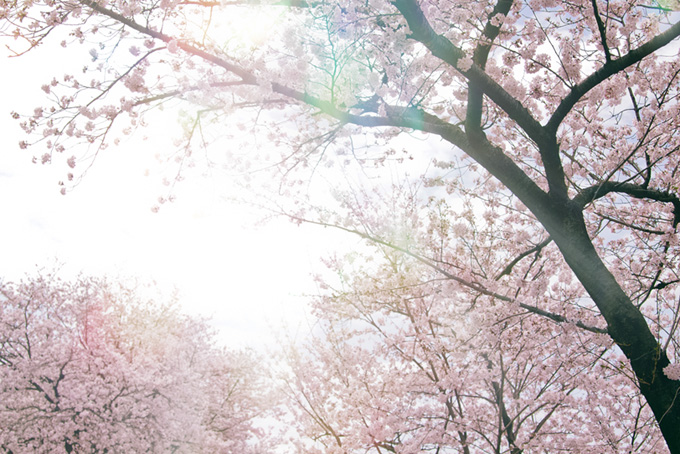 霞空から漏れる光と桜（桜 太陽の背景フリー画像）