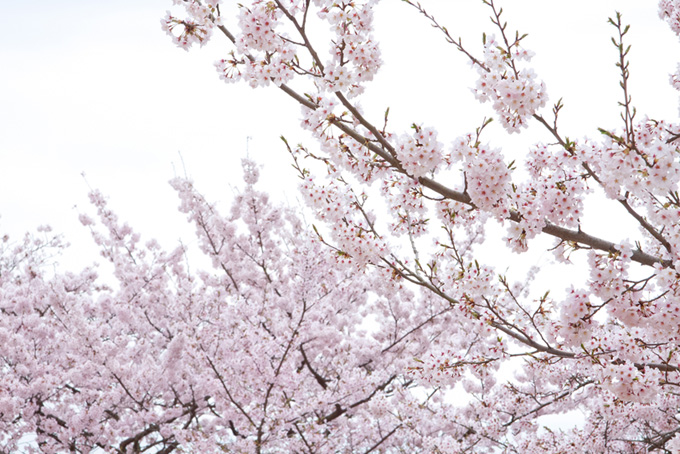 霞空と桜