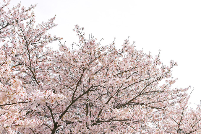 桜の木と白い空の背景（桜 白背景のフリー画像）