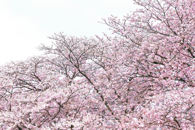 ピンクの桜と春の霞空（桜 白背景のフリー画像）
