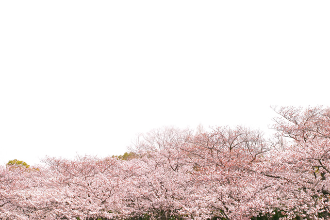 桜並木と真っ白な空（桜 白背景のフリー画像）