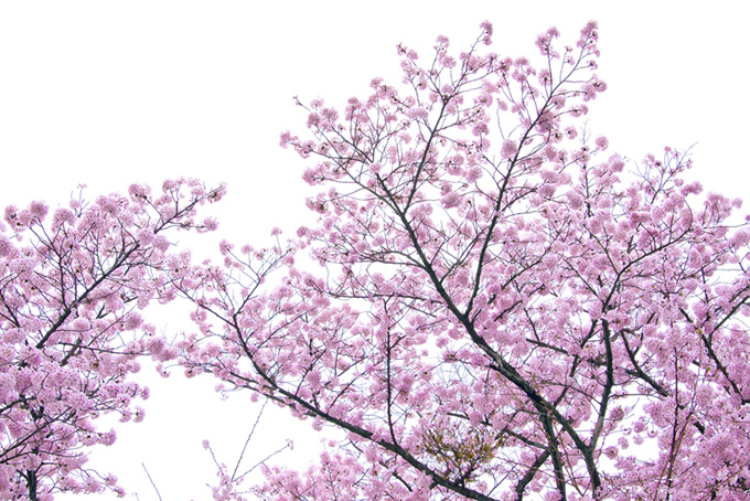 霞空と桜（桜 林の背景フリー画像）