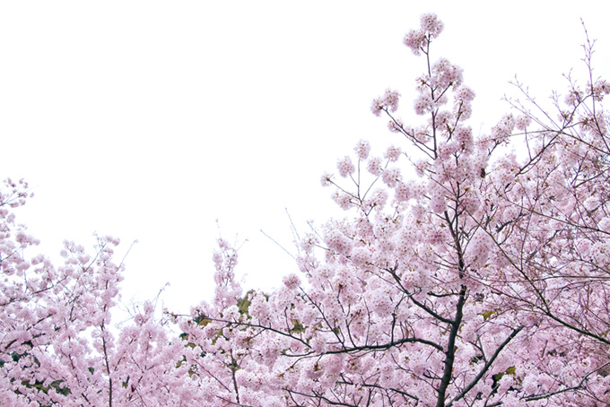 ピンクの花が咲く桜と白背景（桜 白背景のフリー画像）