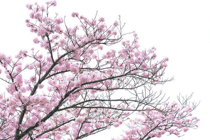 白い背景に鮮やかなピンクの花（桜 白背景のフリー画像）