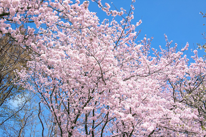 空と太陽と桜（桜 空の背景フリー画像）