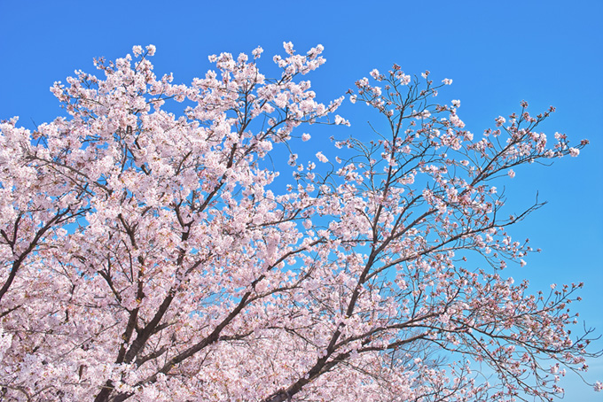 空と太陽と桜（桜 空の背景フリー画像）