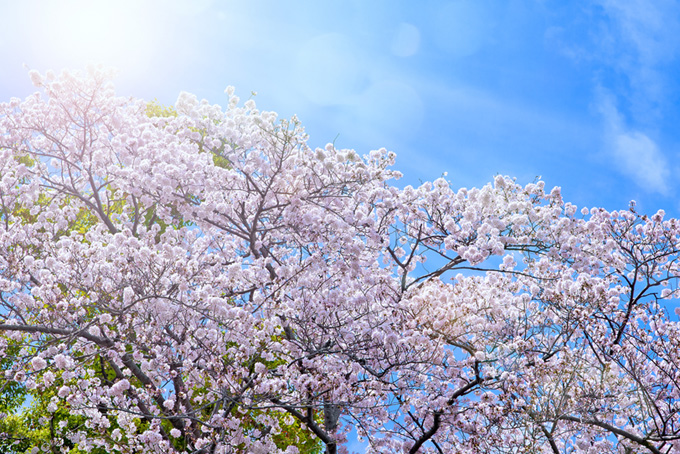 輝く桜と新緑が美しい日本の春（桜 太陽の背景フリー画像）