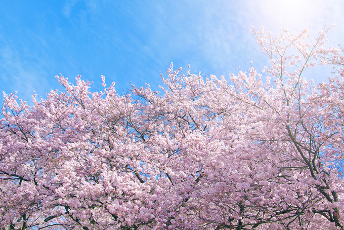 青い空とピンクの桜の木（桜 さくらの背景フリー画像）