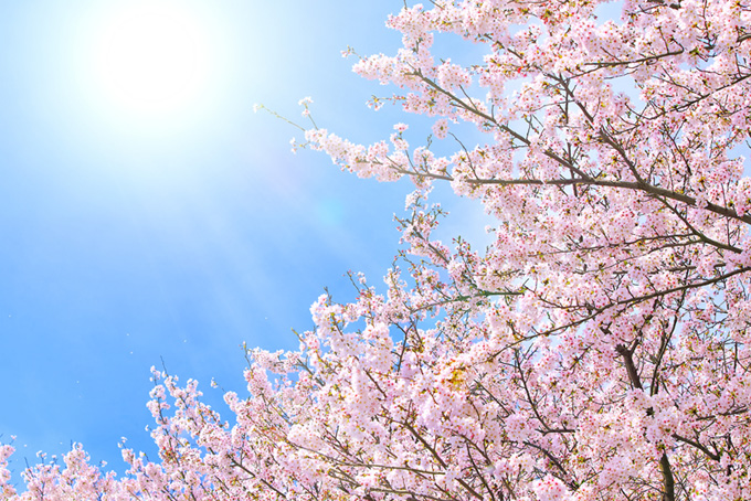 太陽に向かって咲く桜の花（桜 太陽の背景フリー画像）