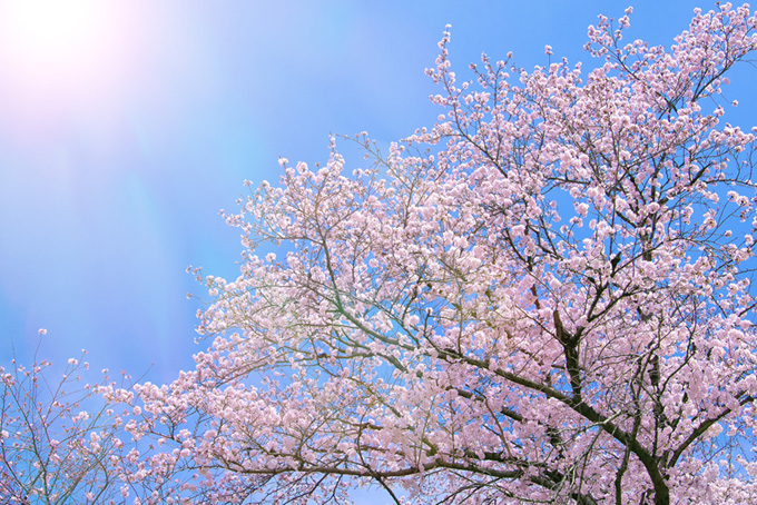 ピンクの桜と太陽が輝く空（桜 さくらの背景フリー画像）