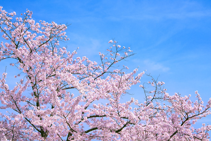 青空の下の桜（桜 さくらの背景フリー画像）