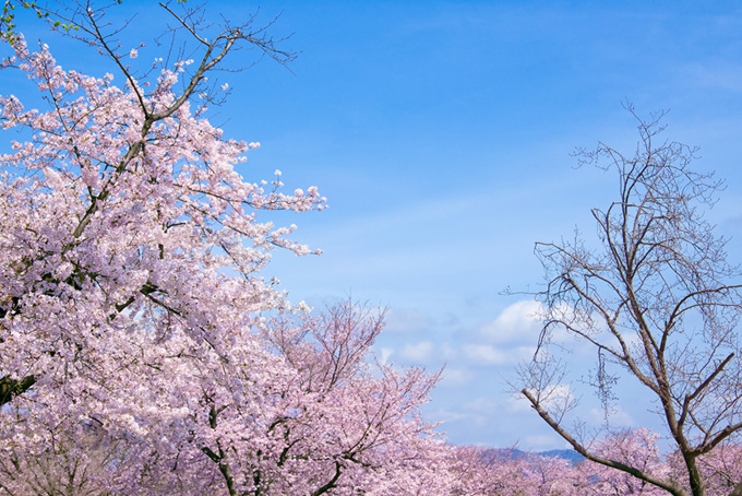 青空の下の桜（桜 空の背景フリー画像）
