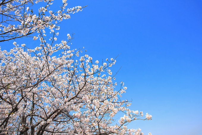 青空の下の桜（桜 空の背景フリー画像）