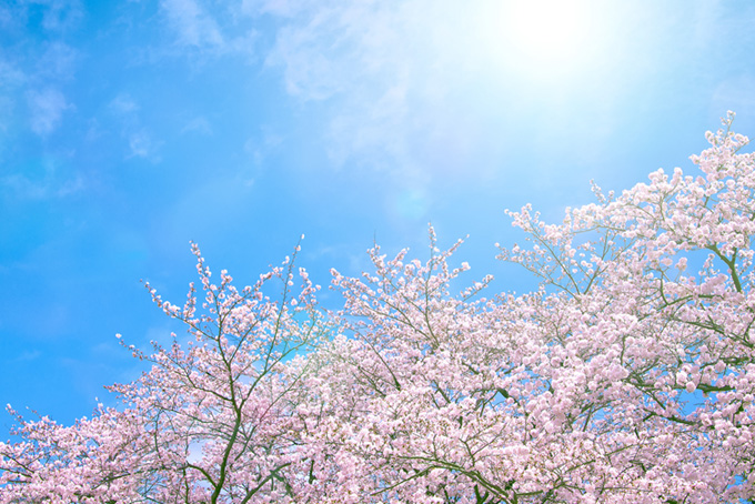 空と太陽と桜（桜 太陽の背景フリー画像）