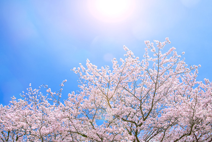 太陽の光を浴びる花桜（桜 太陽の背景フリー画像）