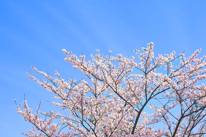 青空の下の桜（桜 春空の背景フリー画像）