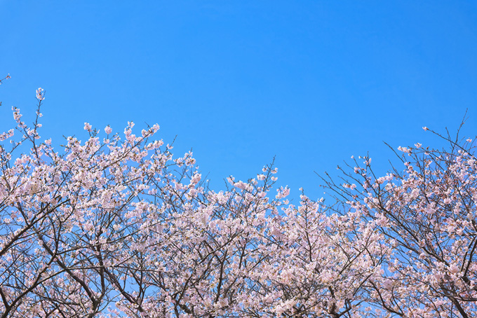 青空の下の桜（桜 春空の背景フリー画像）