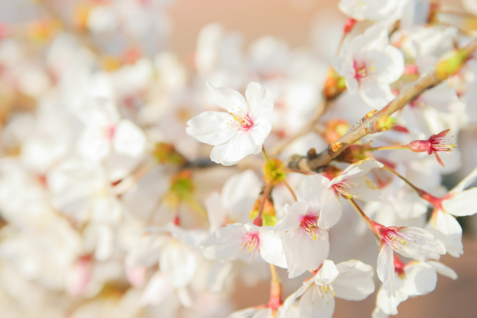 桜の花びらの背景