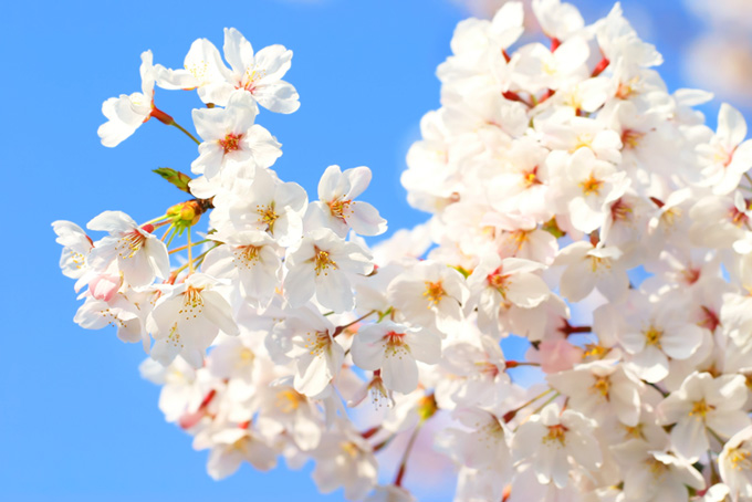 桜の花びらの背景