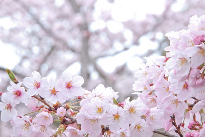 白い花びらとピンクのつぼみ（桜 花の背景フリー画像）