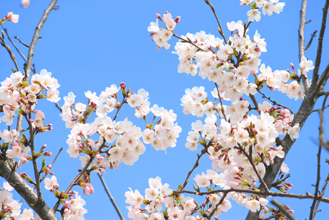 純白の花とつぼみを付けた桜（桜 蕾の背景フリー画像）