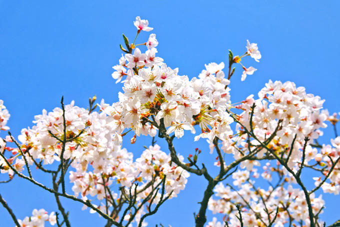 花の中に蕾が残る桜の枝（桜 蕾の背景フリー画像）