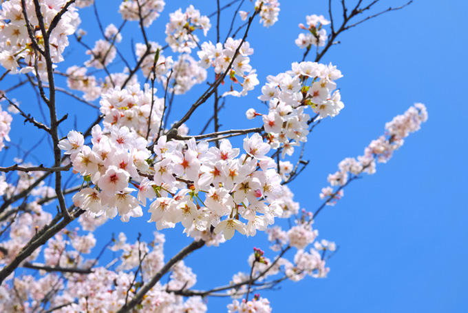 五分咲きの桜と青空（桜 白の背景フリー画像）