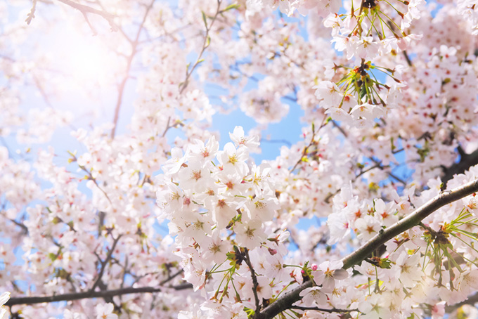 日差しに輝く桜の花びら（桜 花の背景フリー画像）
